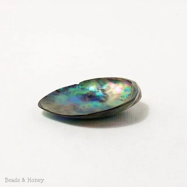 Abalone Shell Beads Concave Tail 30-45mm (1pc)