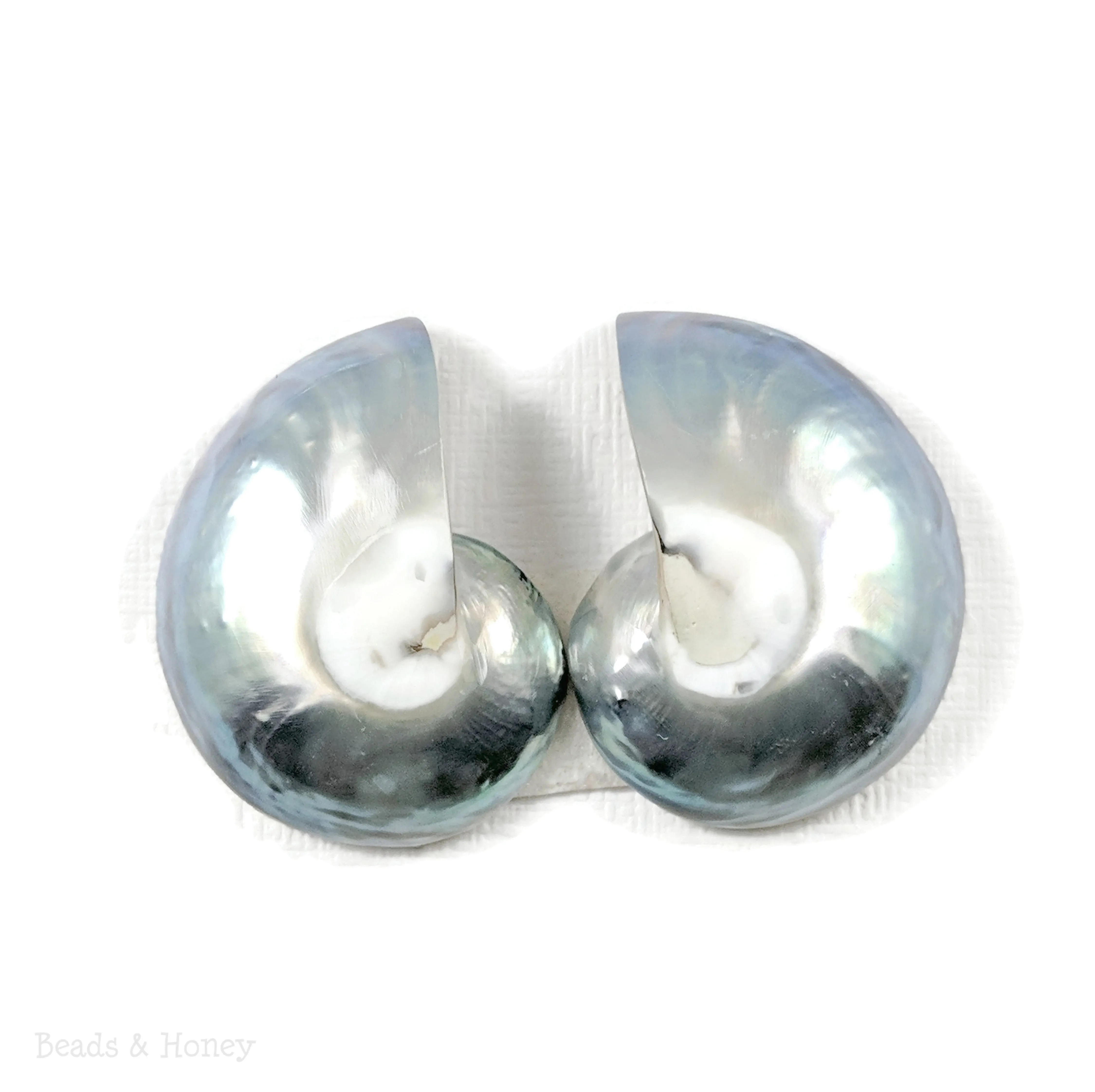 Nautilus Shell Cabochon Blue-Gray 25-30mm (Set of 2)