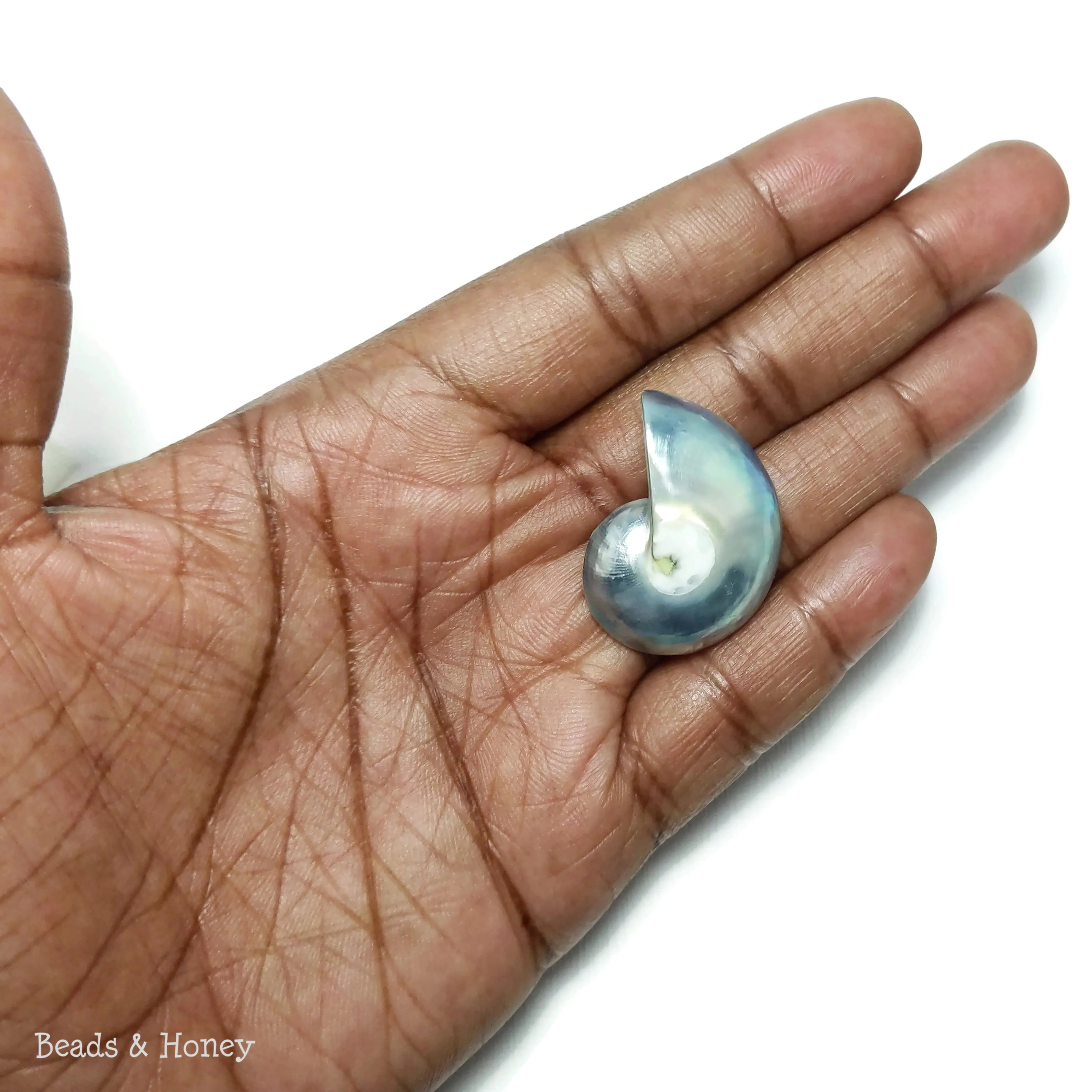 Nautilus Shell Cabochon Blue-Gray 25-30mm (Set of 2)