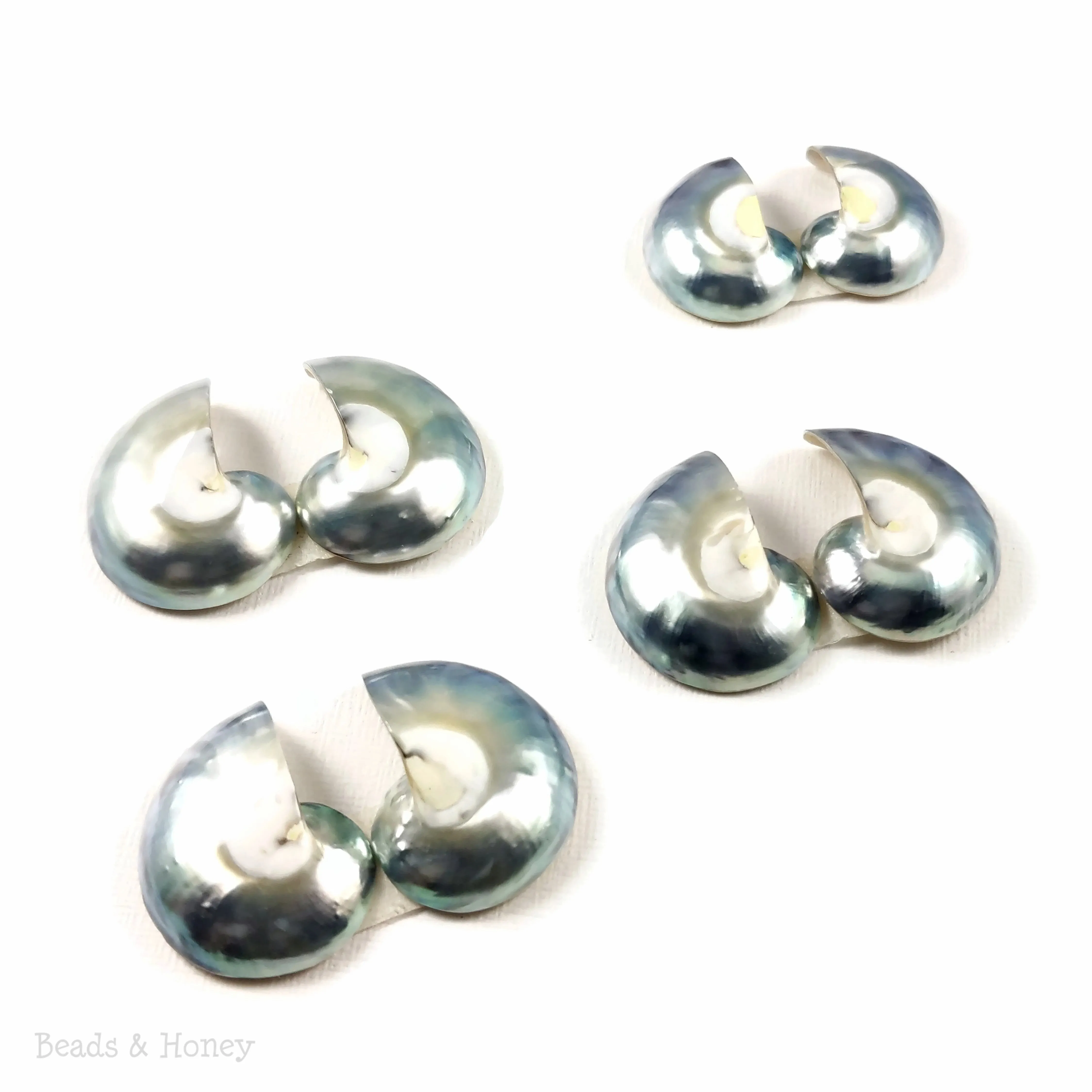 Nautilus Shell Cabochon Blue-Gray 25-30mm (Set of 2)