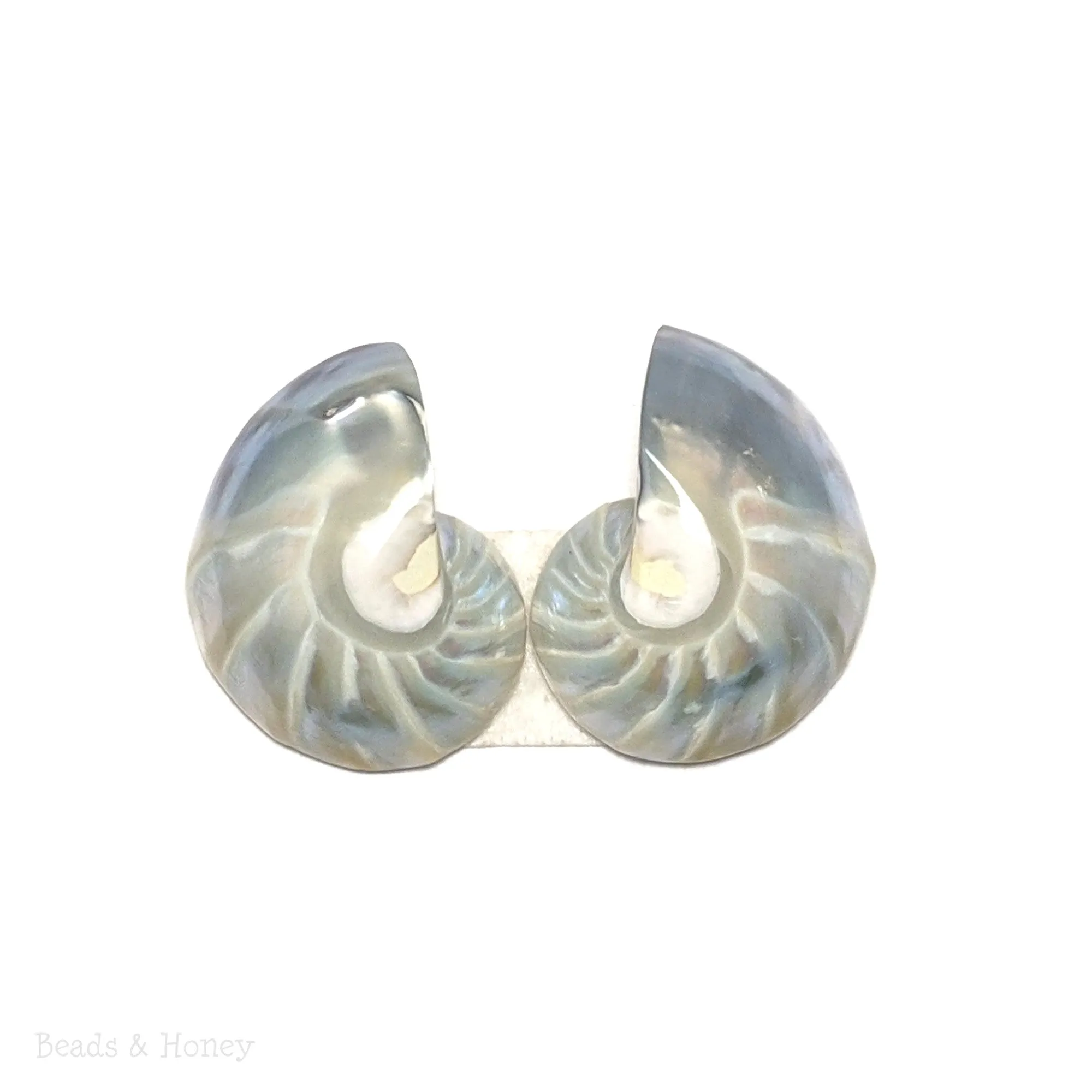 Nautilus Shell Cabochon Blue-Gray Smooth/Ridges 18x25mm (Set of 2)