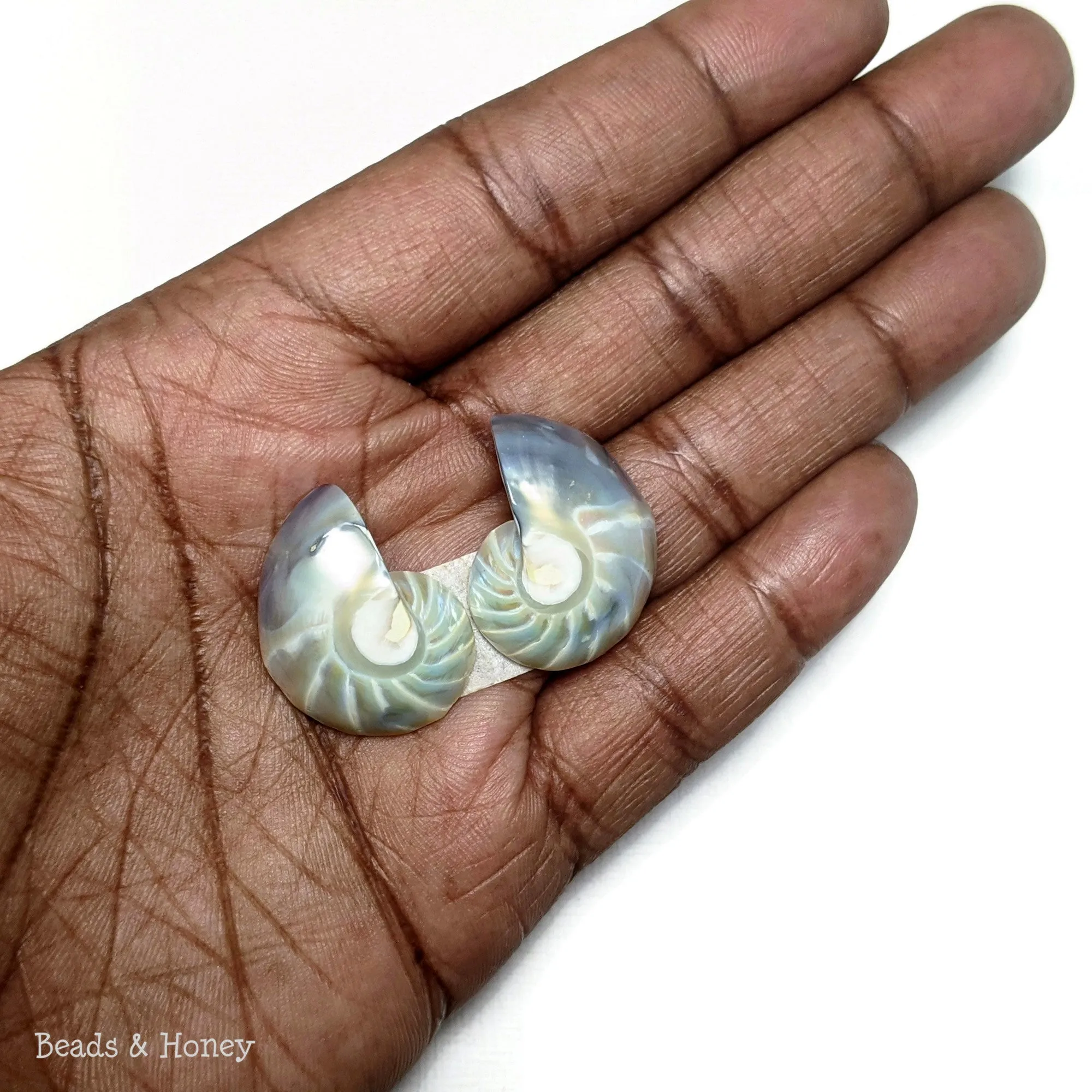 Nautilus Shell Cabochon Blue-Gray Smooth/Ridges 18x25mm (Set of 2)