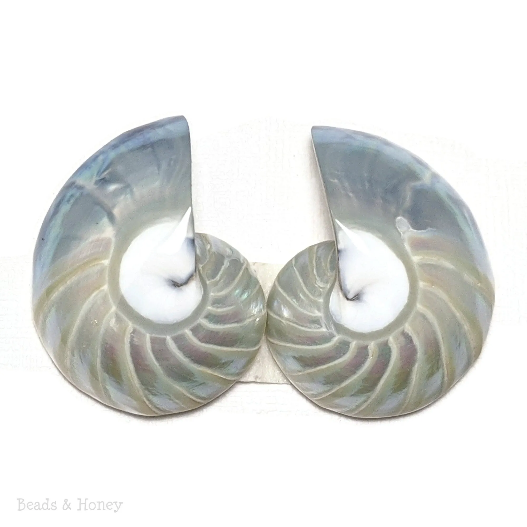 Nautilus Shell Cabochon Blue-Gray Smooth/Ridges 30x23mm (Set of 2)