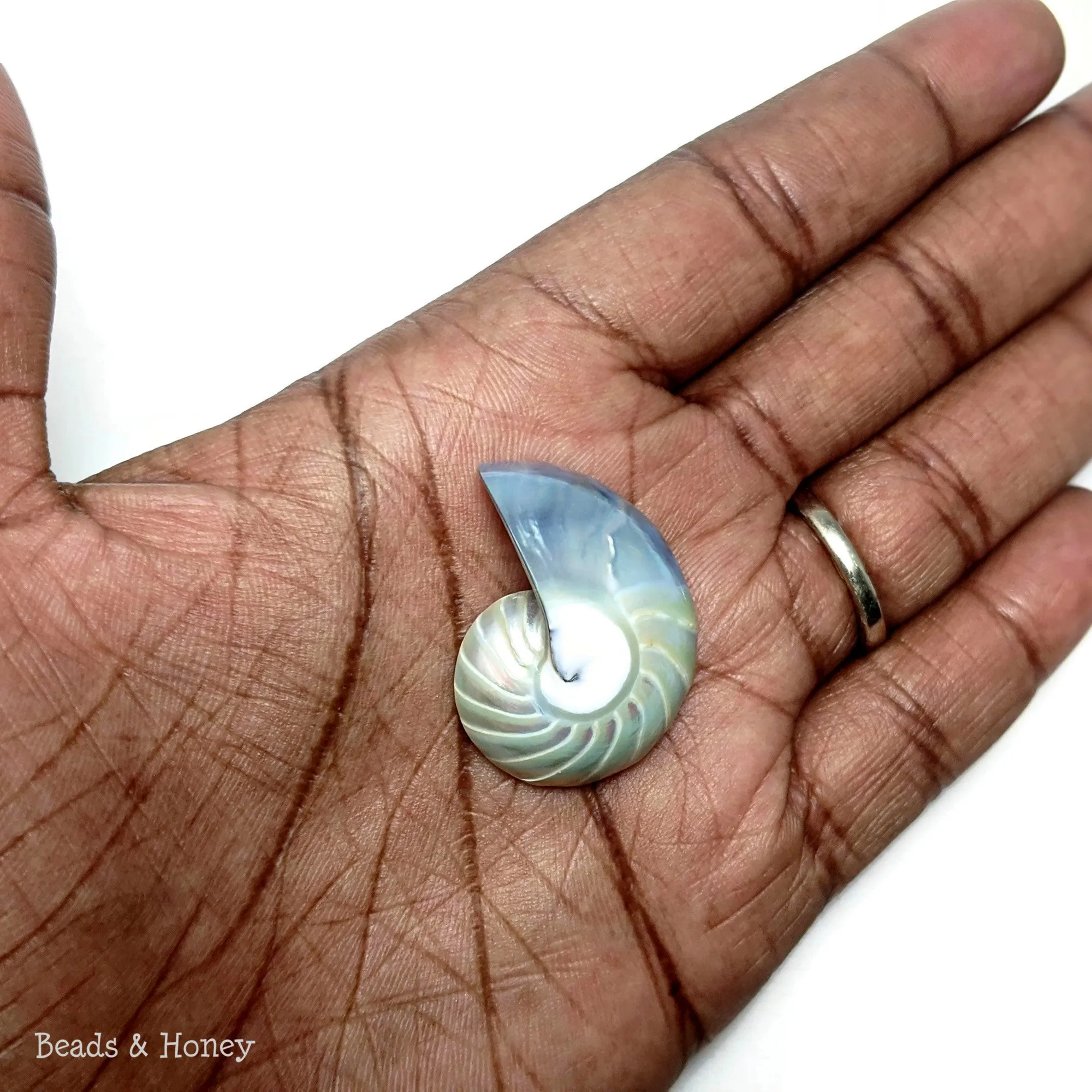 Nautilus Shell Cabochon Blue-Gray Smooth/Ridges 30x23mm (Set of 2)