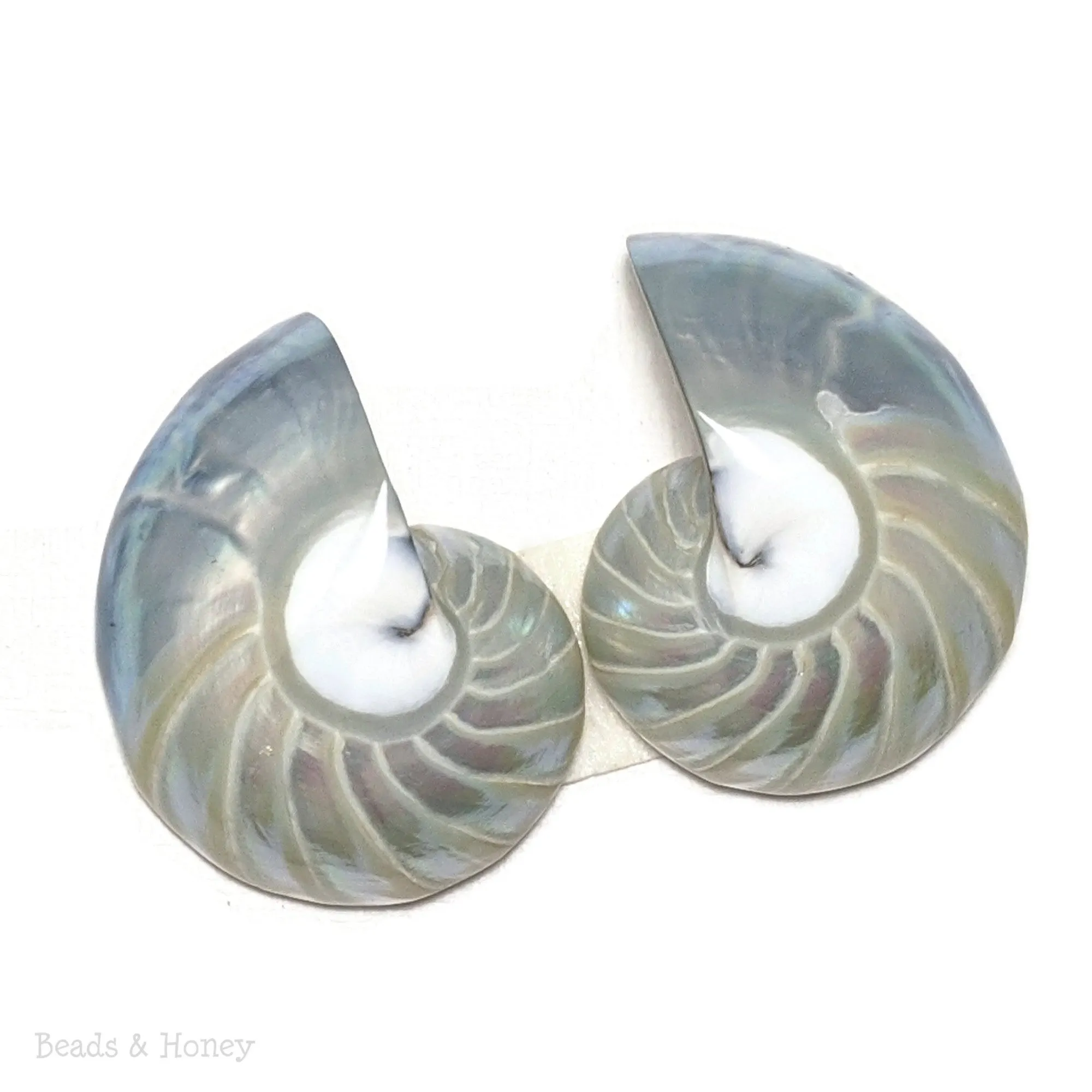 Nautilus Shell Cabochon Blue-Gray Smooth/Ridges 30x23mm (Set of 2)