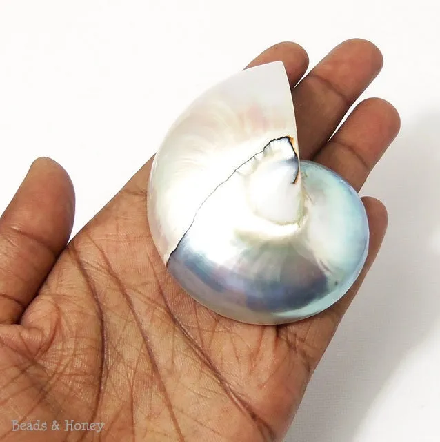 Nautilus Shell Cabochon Blue-Gray/White 50x65mm (1pc)