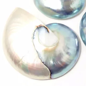 Nautilus Shell Cabochon Blue-Gray/White 50x65mm (1pc)