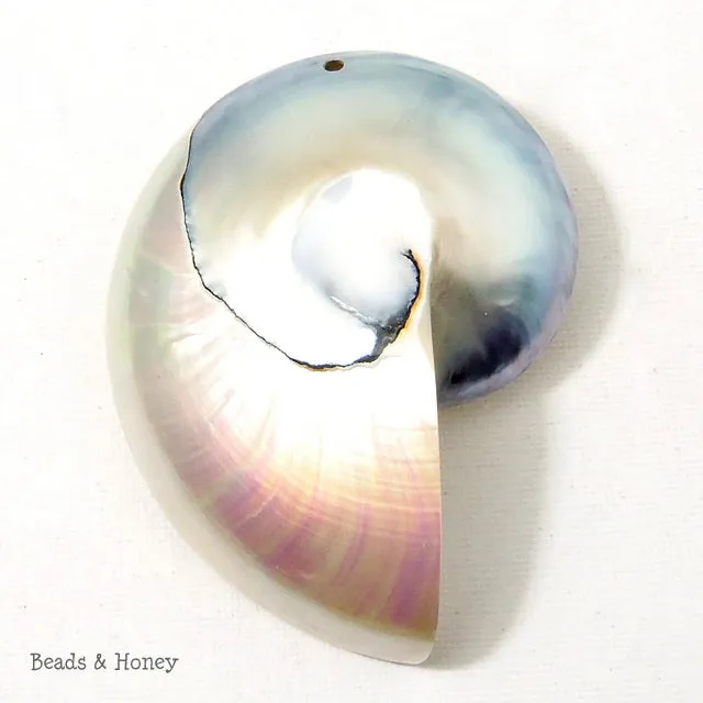 Nautilus Shell Cabochon Drilled with Hole Blue-Gray/White 55x75mm (1pc)