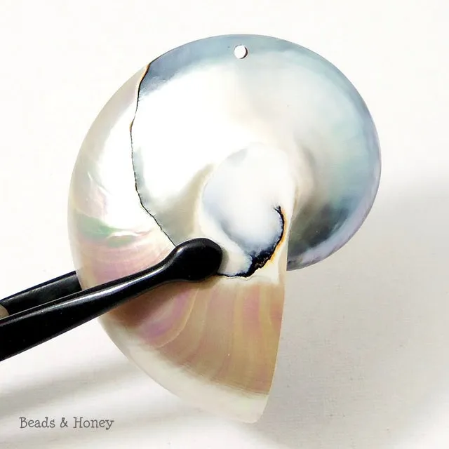 Nautilus Shell Cabochon Drilled with Hole Blue-Gray/White 55x75mm (1pc)