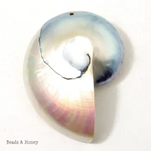 Nautilus Shell Cabochon Drilled with Hole Blue-Gray/White 55x75mm (1pc)