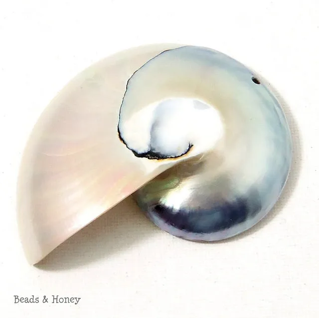 Nautilus Shell Cabochon Drilled with Hole Blue-Gray/White 55x75mm (1pc)