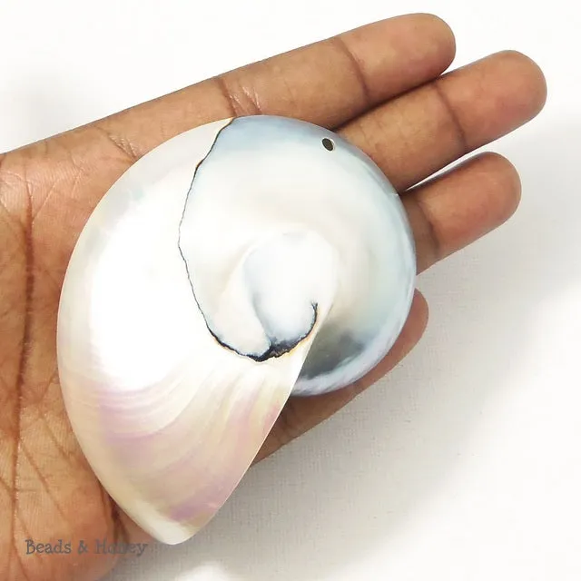 Nautilus Shell Cabochon Drilled with Hole Blue-Gray/White 55x75mm (1pc)